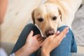 犬が『久しぶりに再…の画像