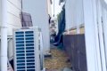 超大型犬と柴犬に『…の画像