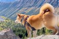 犬が登山中に『熊の…の画像