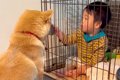 赤ちゃんが『犬のケ…の画像