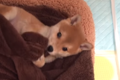 柴犬のかわいい動画3…の画像