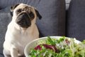 犬にレタスを与えて…の画像