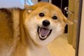 『犬を両親の家に預…の画像