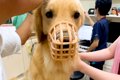 犬の耳掃除をするた…の画像