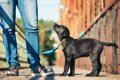 犬の散歩での歩くペ…の画像