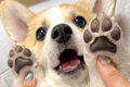 赤ちゃん犬の肉球を…の画像
