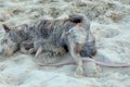 【話題】愛犬を海に…の画像