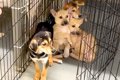 隅で震える『野犬の…の画像