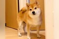 帰宅したら犬が部屋…の画像