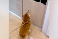 『大好きな動物病院…の画像