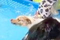 プールに入る犬を『…の画像