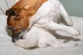 犬が『ストレス』を…の画像