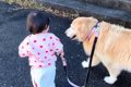 1歳の女の子が大型犬…の画像