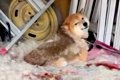 超劣悪な環境で発見…の画像