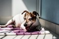 犬の『呼吸が普段と…の画像
