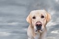 犬が『飼い主にイジ…の画像