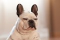 犬が『飽きた』と言…の画像