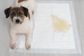 犬の『排泄物』から…の画像