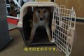 生後8か月の柴犬をお…の画像