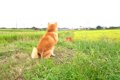 田んぼ道を歩いてい…の画像