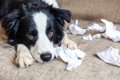 愛犬が『不安を感じ…の画像
