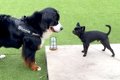 友人の家に大型犬を…の画像