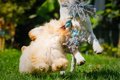 犬用の『ロープのお…の画像