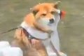 犬と川遊びに行った…の画像