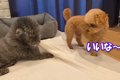 歯磨きガムを食べる2…の画像