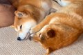 兄犬に甘えながら寝…の画像