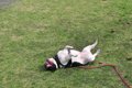 犬が床や地面に『ゴ…の画像
