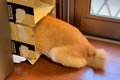 お風呂が大嫌いな犬→…の画像