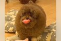 ボサボサの犬を『洗…の画像