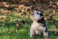 犬がアウアウ鳴くと…の画像