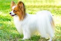 【獣医師監修】パピ…の画像