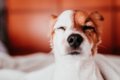 犬が『眠い』ときに…の画像