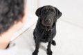 『犬を怖がらせてし…の画像