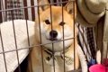 『父ちゃん仕事行っ…の画像