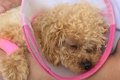 犬を病院で診てもら…の画像