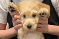 『こんなにも小さく…の画像
