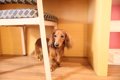 愛犬が『臆病』にな…の画像