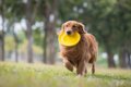 世界の犬『面白いギ…の画像