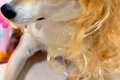 小さな女の子が、犬…の画像