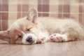 犬の睡眠についての…の画像