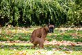 犬が『ウンチ後』に…の画像