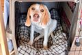 犬に『ハウス』を教…の画像