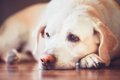 犬の貧血にいい食べ…の画像