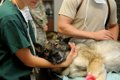 愛犬の保定は動物病…の画像