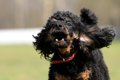 犬が人に喋りかけて…の画像