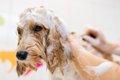犬にとって苦痛な『…の画像